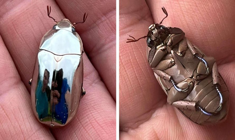 Man Finds An Incredible Beetle Who’s Almost Too Stunning To Be Real