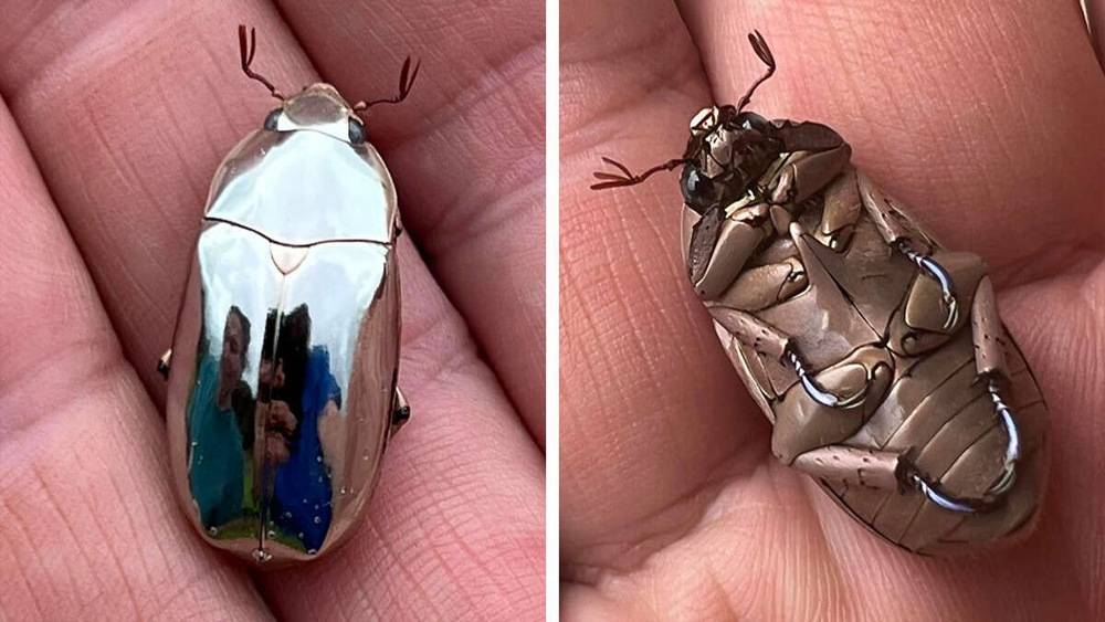 Man Finds An Incredible Beetle Who's Almost Too Stunning To Be Real