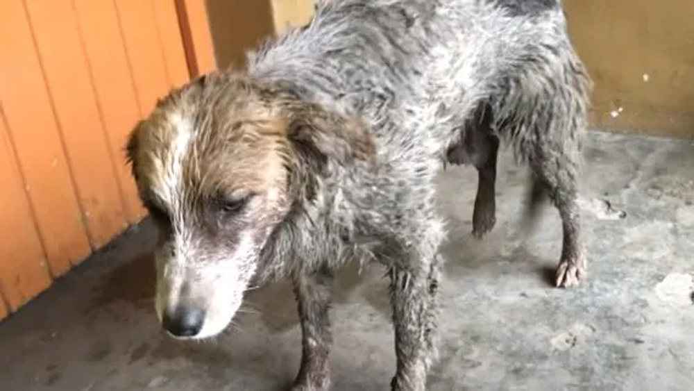 Man Left And Told His Dog To Wait, But He Never Came Back For Him