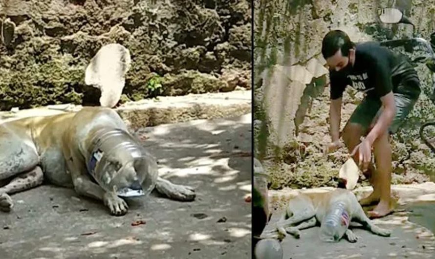 Man Sneaks Up On Dog Whose Head Is Stuck In A Plastic Bottle