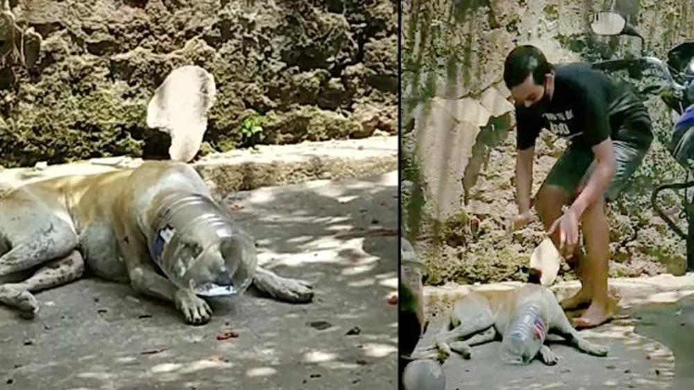 Man Sneaks Up On Dog Whose Head Is Stuck In A Plastic Bottle