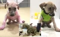 Maniac Covers Stray Puppy In Super Glue. Then, A Rescue Employee Realizes There’s Still Hope