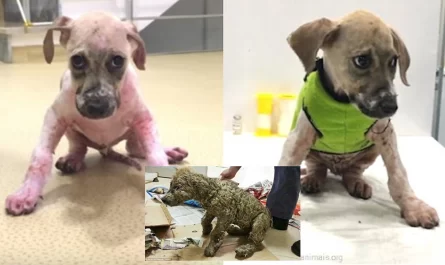 Maniac Covers Stray Puppy In Super Glue. Then A Rescue Employee Realizes Theres Still Hope
