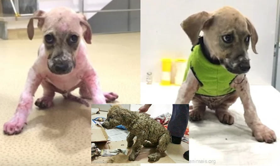 Maniac Covers Stray Puppy In Super Glue. Then, A Rescue Employee Realizes There’s Still Hope