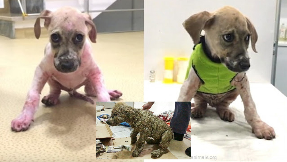Maniac Covers Stray Puppy In Super Glue. Then A Rescue Employee Realizes Theres Still Hope