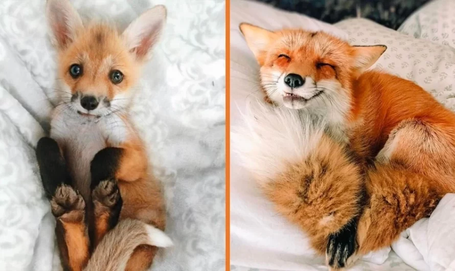 Meet Juniper, The Rescued Fox Who Thinks She’s An Orange Dog