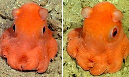 Meet The Adorabilis The Cutest Octopus On The Planet