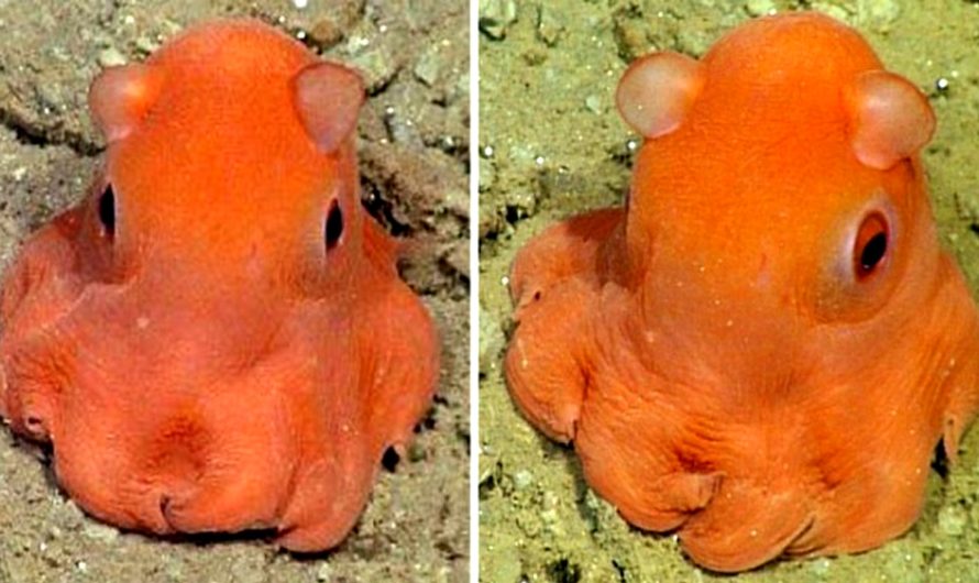 Meet The Adorabilis, The Cutest Octopus On The Planet