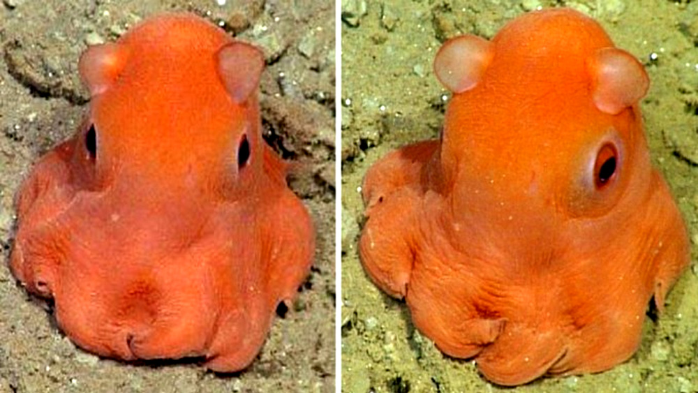 Meet The Adorabilis The Cutest Octopus On The Planet