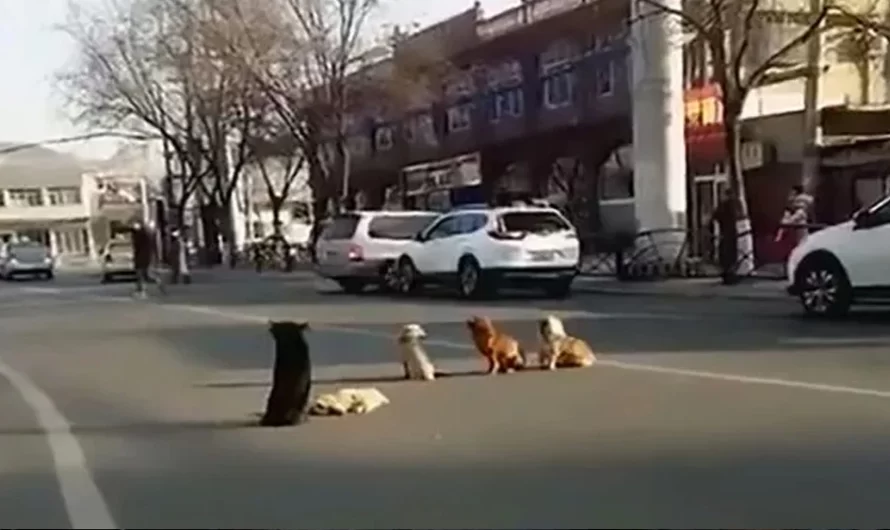 Drivers Notice Four Dogs Blocking Traffic Because Their Close friend Is Down