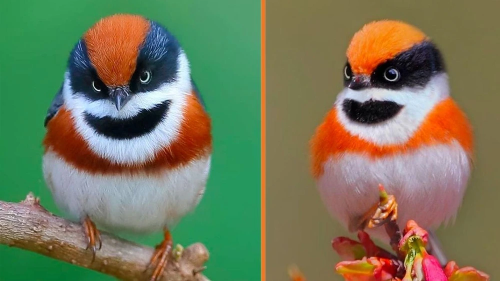 Meet The Black Throated Bushtit Wearing A Gorgeous Bandits Mask Around Its Eyes