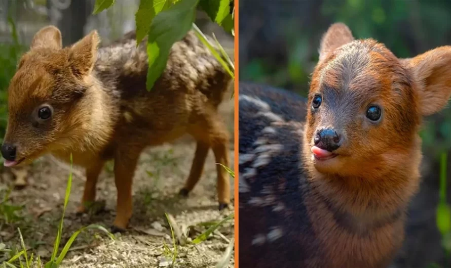 Meet The Wonderful Pudu The Tiniest And Cutest Deer In The World.