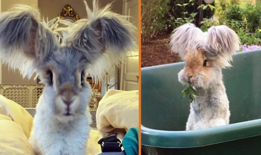 Meet Wally The Adorable Bunny With The Big Wing Like Ears.