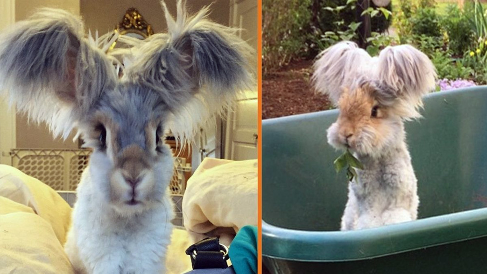 Meet Wally The Adorable Bunny With The Big Wing Like Ears