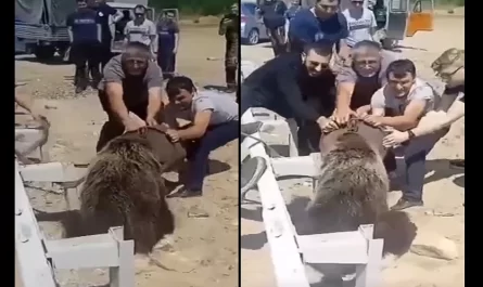 Men Put Their Lives In Danger To Rescue A Bear With Its Head Stuck In A Bucket