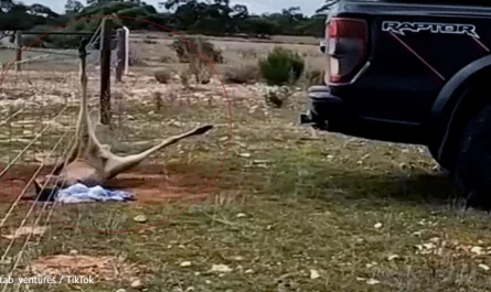 Men Rescue Kangaroo Dangling From A Barbed Wire Fence