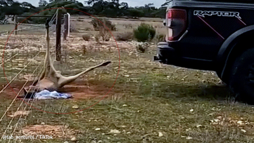 Men Rescue Kangaroo Dangling From A Barbed Wire Fence