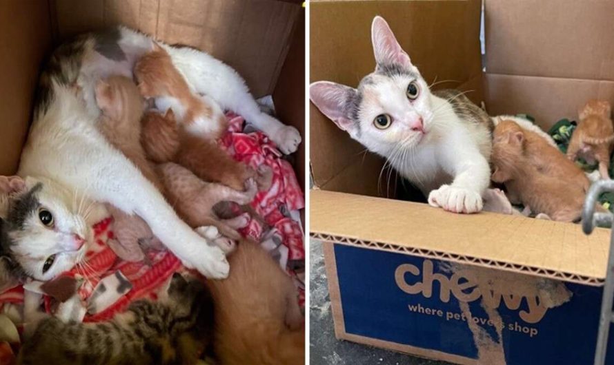 Mother Cat Listens To Orphaned Babies Crying In Another Room And Decides To Adopt Them All