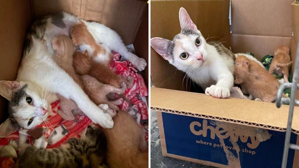 Mother Cat Listens To Orphaned Babies Crying In Another Room And Decides To Adopt Them All
