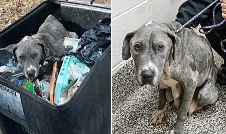 Neglected Mother Dog Disposed In Trash Bin Is Heartbroken Without Her Babies