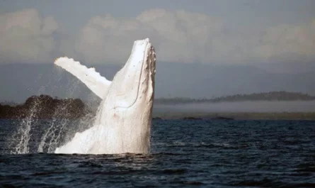 New Sighting Of Migaloo, The Worlds Favorite Rare White Whale.JPG