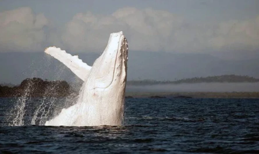 New Sighting Of Migaloo, The Worlds Favorite Rare White Whale