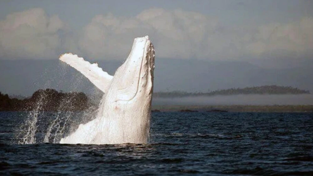 New sighting of Migaloo, the world's favorite rare white whale.JPG