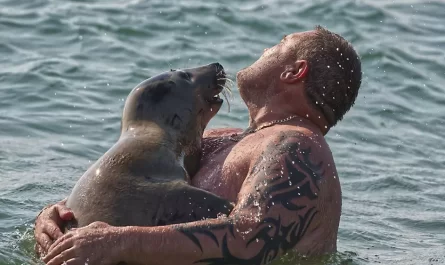 Wild Seal Is Completely Obsessed With Everybody At The Beach