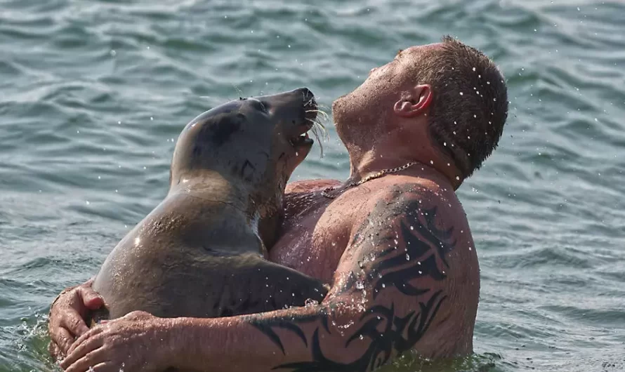 Wild Seal Is Completely Obsessed With Everybody At The Beach