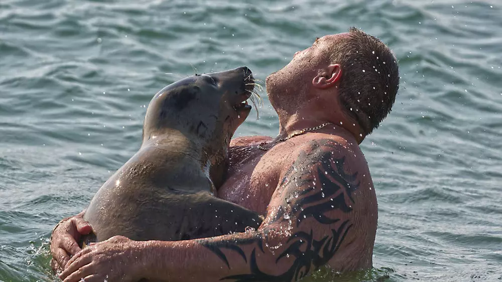 Wild Seal Is Completely Obsessed With Everybody At The Beach