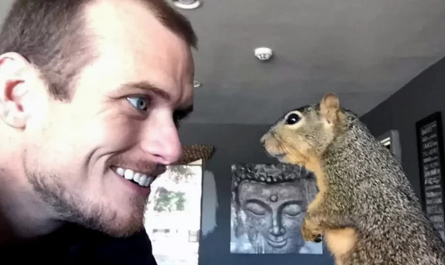 Orphaned Squirrel Is Obsessed With The Guy Who Saved Him