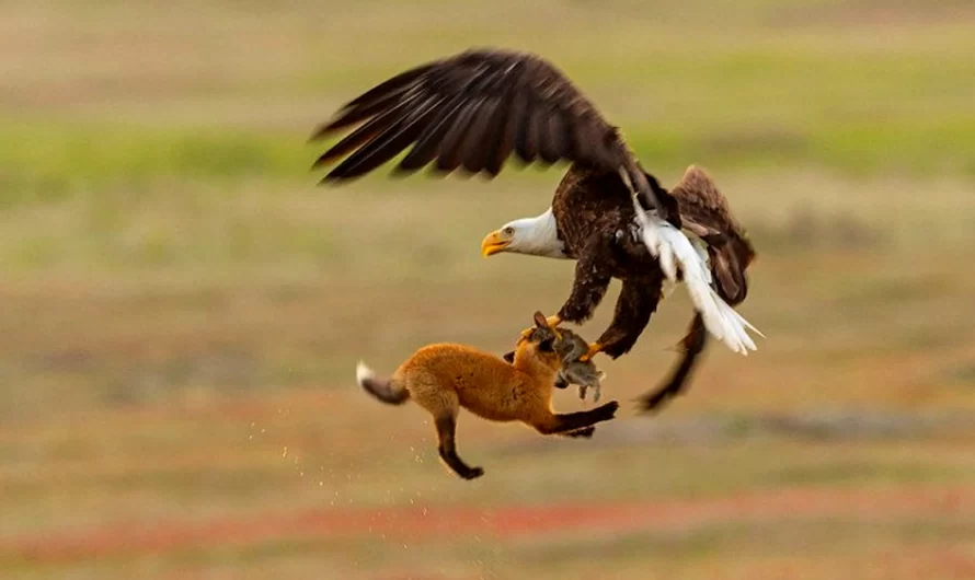 Photographer record Legendary Battle Between Eagle and Fox Fighting Over Bunny in Midair