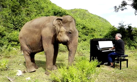 Pianist Plays Healing Music For Blind Rescue Elephants
