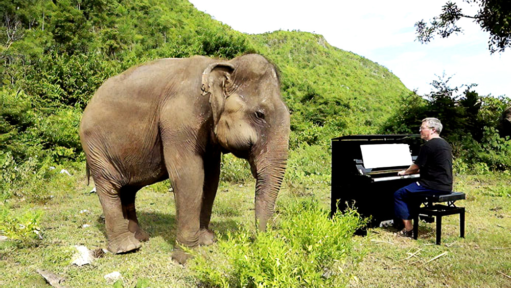 Pianist Plays Healing Music For Blind Rescue Elephants