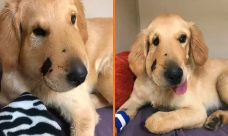 Puppy Jumps In Front Of Mom To Save Her From Snake Bite