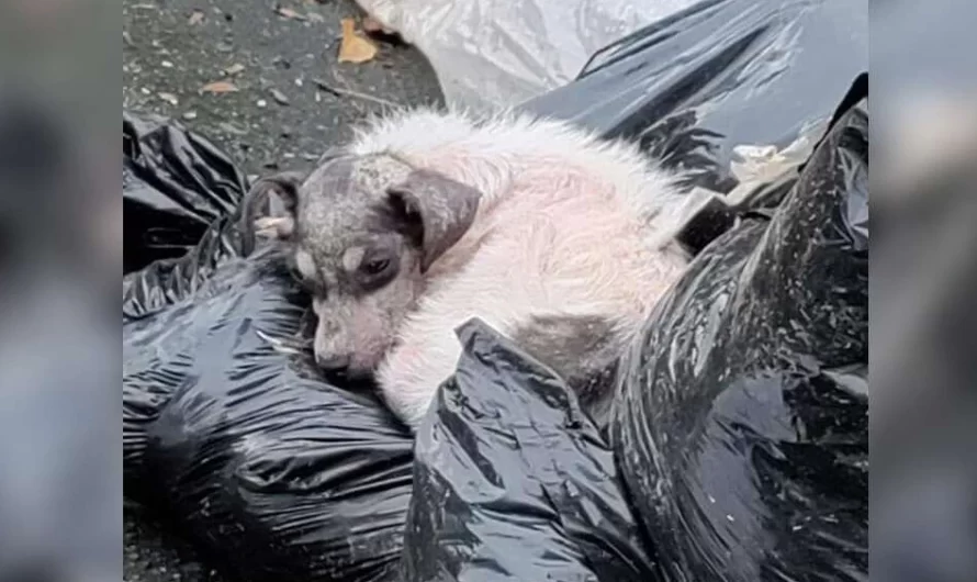 Puppy Using Trash Bag As A Bed Entirely Transforms With A Little TLC