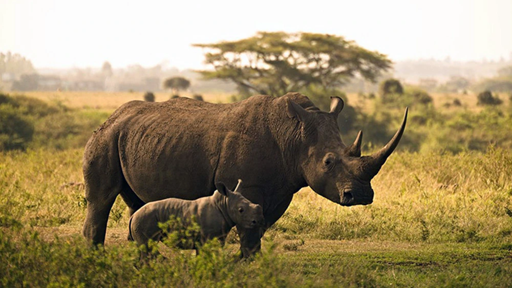 Rhinos Are Back In Mozambique They Went Extinct 40 Years Ago