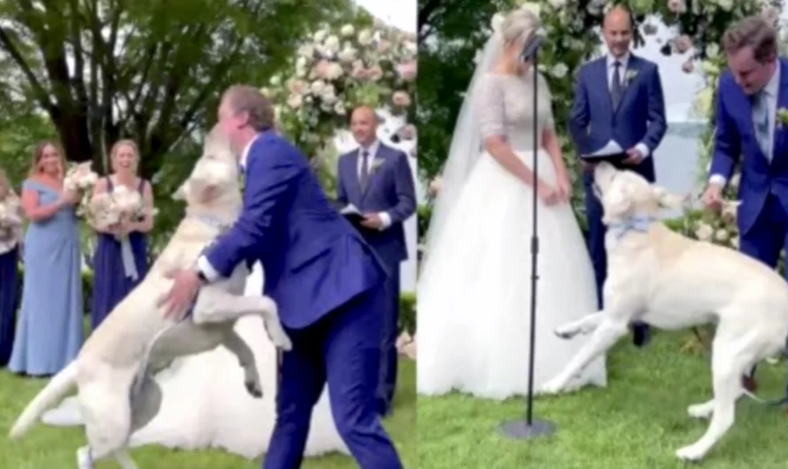 Ring Bearer Dog Forgets His Training When It Counts And Runs Down The Aisle