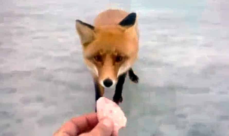 Starving wild fox asks ice fishermen for a Snack.