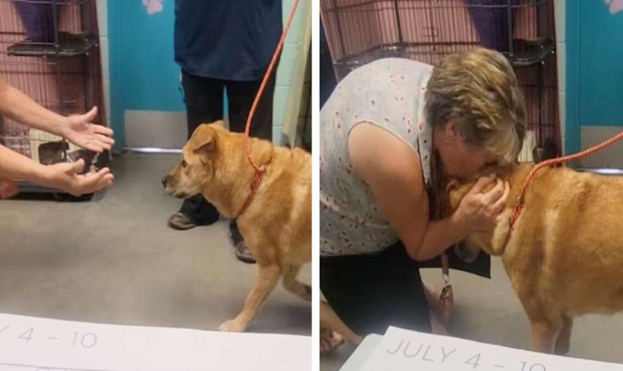 See The Emotional Moment This Lost Senior Dog Reunites With Her Human