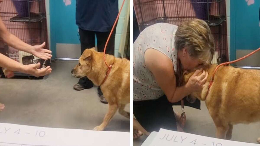 See The Emotional Moment This Lost Senior Dog Reunites With Her Human