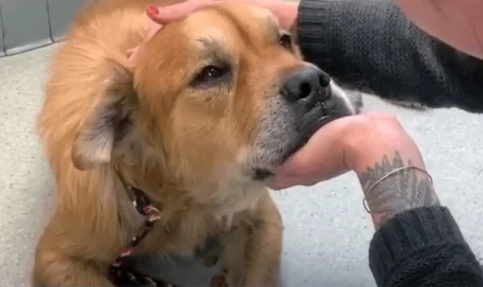 Senior Dog In Shelter Puts Paw On Woman And Lets Her Know Its Time