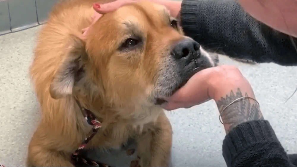 Senior Dog In Shelter Puts Paw On Woman And Lets Her Know Its Time