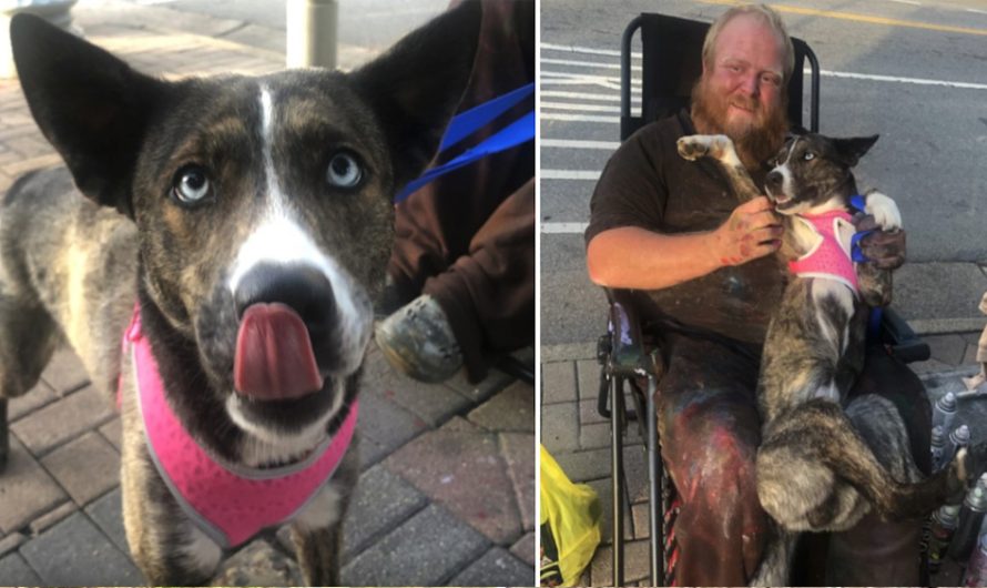 Man’s Service Dog Was Stolen, And She Passes out In His Arms When Returned To Him