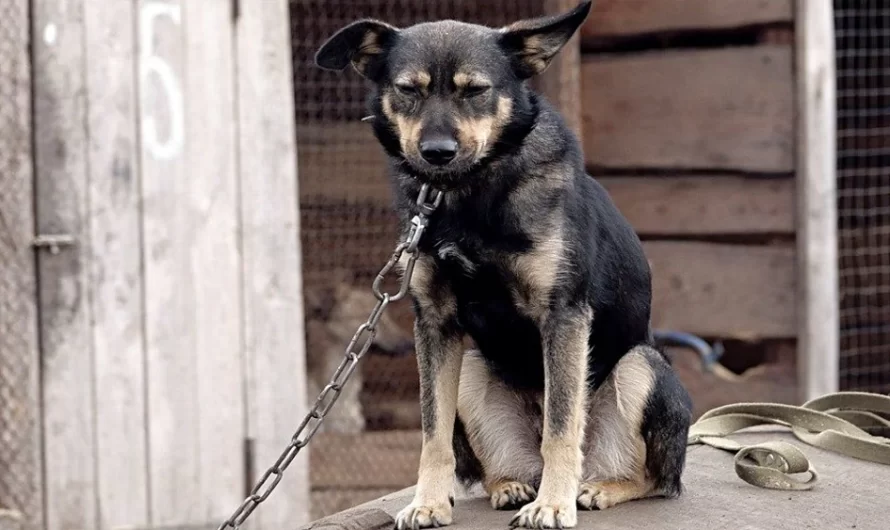 Dog Wouldn’t Herd Sheep So His Owners Chained Him To A Vehicle & Left Him To Freeze