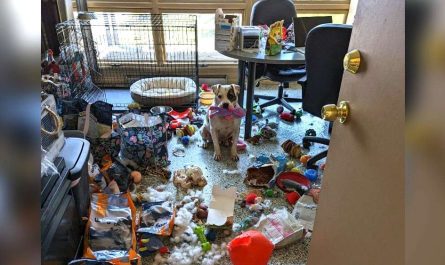 Shelter Dog Left Alone In Office Decides To Throw Himself A Celebration