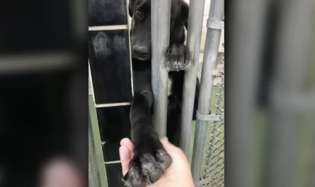 Shelter dog reaches through kennel bars to hold hands with people passing by