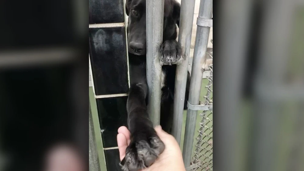 Shelter dog reaches through kennel bars to hold hands with people passing by