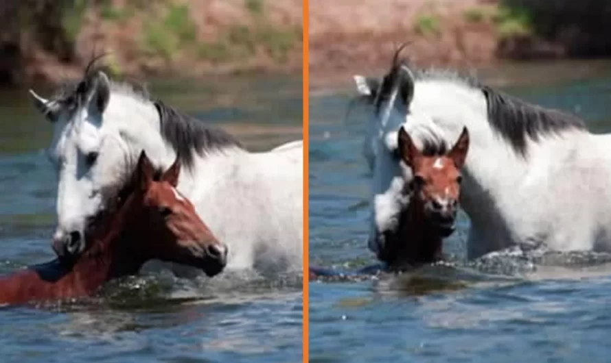 Gorgeous Moment A Wild Horse Saves A Young Filly (Horse) From Drowning