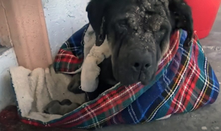 Sick Dog Curls Up On Stranger’s Porch In Total Defeat